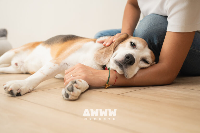Awwwmomments_-上門寵物攝影_比高犬_家庭照2