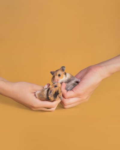 Awwwmoments_Hamster_Pet_Photography