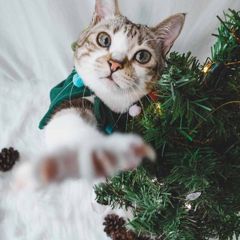 Awwwmoments_寵物攝影_聖誕貓貓_christmas_cat_03