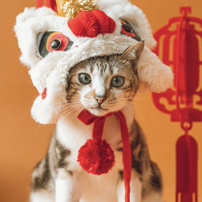 Awwwmoments_寵物攝影_農曆新年貓貓_CNY_cat_02